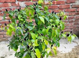 Fresh 20 Filius Blue Pepper Capiscum Annuum Christmas Pepper Vegetable S... - $3.50