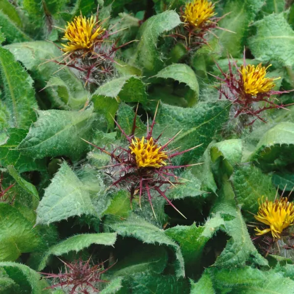 Blessed Thistle Cnicus Benedictus 10 Fresh Seeds - £10.54 GBP