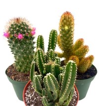 BubbleBlooms Cactus Assortment, 4 inch Set of 3, Best-Sellers Most Popular - £29.65 GBP