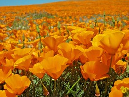 500 Seeds Golden West California Poppy Native Wildflower Garden/Patio Container - £12.96 GBP