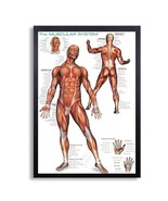 Framed Biology Posters 26&quot;x38&quot; (Muscular System 2) - $98.01