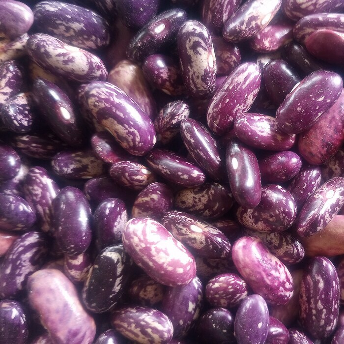 New Organic Kebarika Bean Seeds Fresh Gardening USA SELLER - $16.99