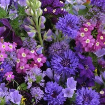 Fresh Seeds Blue Flower Seeds Blue Wild Flower Seeds 10000 Seeds - £15.86 GBP