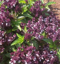 seeds basil holy anise ayurvedic medicine &amp; tea hindu tulsi non-gmo 500 - $91.54 MXN