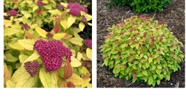 Live Potted Plant - Double Play Candy Corn Spirea Shrub - 4-10&quot; Tall - Quart Pot - £57.39 GBP