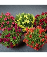 Trailing Snapdragon Seeds Candy Showers Mix 15 Multi Seeds Fresh Seeds USA Selle - £14.58 GBP