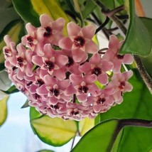 Hoya Krimson Princess in a 4-inch pot. - $16.95