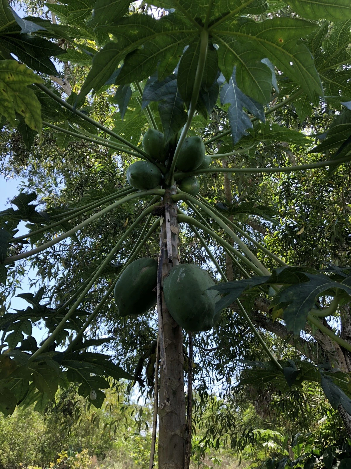 20 Papaya Seeds Sweet Tropical Juicy Easy Fast Grow Hat Giong Du Du Viet... - $18.08