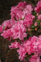 AWS  Hallie Azalea Rhododendron Deciduous Starter Plant Orchid Pink Triple Bloom - £21.40 GBP