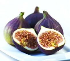 Ficus Carica, Common fig exotic organic mulberry edible fruit tree seed 10 SEEDS - $8.99