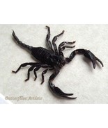 Australian Rainforest Scorpion Liocheles Waigiensis Framed Entomology Sh... - $71.97 CAD