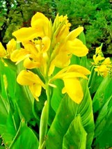  15 Dwarf Yellow Canna Seeds - £8.86 GBP