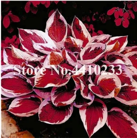 150 Seeds Beautiful Red Hosta Bonsai, Perennials Lily Flower Shade Hosta Flower - £7.07 GBP