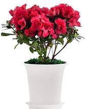 “ 100 PCS Japanese Azalea Seeds Dark Red Rhododendron Azalea Flowers GIM ” - £14.99 GBP