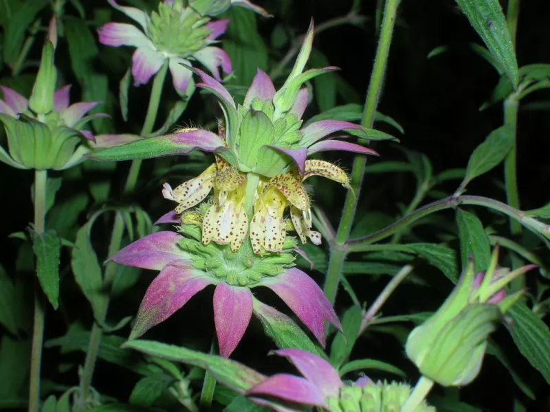 100 Seeds SPOTTED BEE BALM Monarda Punctata Flower Herb Horesemint Dotted Mint  - £9.12 GBP