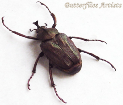 Bronze Flower Beetle Mycteristes Rhinophyllus Real Framed Entomology Sha... - €45,17 EUR