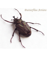Bronze Flower Beetle Mycteristes Rhinophyllus Real Framed Entomology Sha... - €45,17 EUR