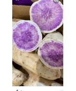 10 Okinawa Purple Sweet Potato Slips -Cuttings - organically grown - Kho... - $40.38