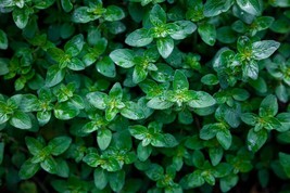 organic peppermint plant (Seeds) / 400 count  Grown in the U.S.A - $19.80