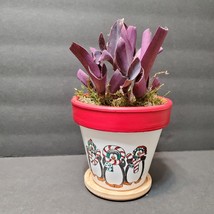 Purple Heart Plant in Hand-painted Planter, 4" Houseplant, Christmas Plant Pot image 1
