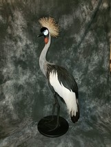 GREY-CROWNED CRANE TAXIDERMY BIRD MOUNT Beautiful Feathers - £4,386.35 GBP