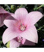 25 SEEDS BALLOON FLOWER PLATYCODON GRANDIFLORUS ROSE/PINK EASY GROW HEIR... - $8.35