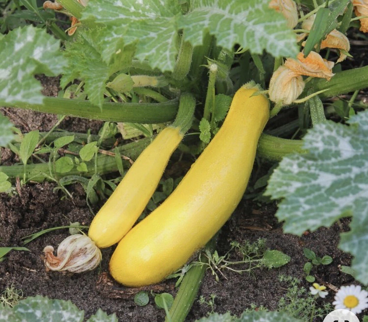 30 Plus Golden Zucchini Summer Squash Seeds-NON GMO- Open Pollinated - $4.60