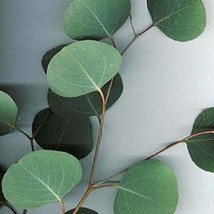 New Fresh Seeds Eucalyptus Polyanthemos - $14.50