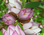 Well Rooted Fairy Blush Michelia doltsopa Magnolia - £57.80 GBP