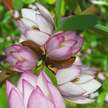 Well Rooted Fairy Blush Michelia doltsopa Magnolia - $73.46