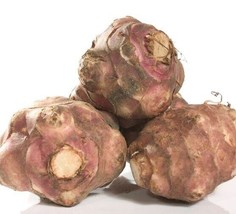 4 Fresh Tubers Prepped for Growing - Jerusalem Artichoke White Sunchoke Sunroot - £19.89 GBP