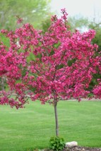 Fresh 5 Dwarf Pink Dogwood Seeds Tree Cornus Florida Fubra Flowering Hardy Fall  - £8.32 GBP