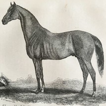 Balrownie Thoroughbred Stallion 1863 Victorian Agriculture Horse Art DWZ4A - £39.08 GBP