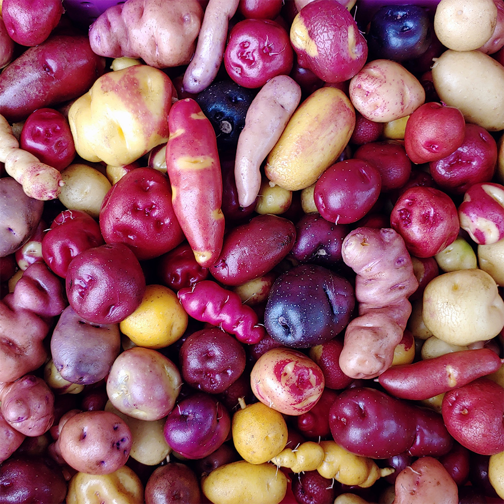 Peruvian Andean Potato Seeds Garden USA Seller