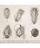 1903 Asiatic Ladybird Insect Wood Engraving Agriculture Farming Larval S... - $367.96 MXN