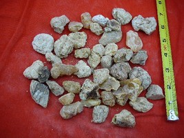 (k-4010) 200 g Rare Kauri tree Gum chips copal Amber New Zealand Tane Mahuta - £99.72 GBP