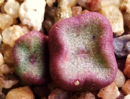 Conophytum cubicum, rare mesemb exotic succulents seed living stones --15 SEEDS - £7.02 GBP