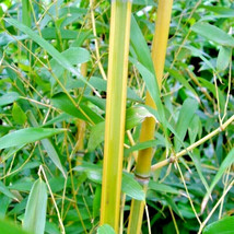 10 Spectabilis Bamboo Seeeds Phyllostachys Aureosulcata Spectabilis New ... - $12.30
