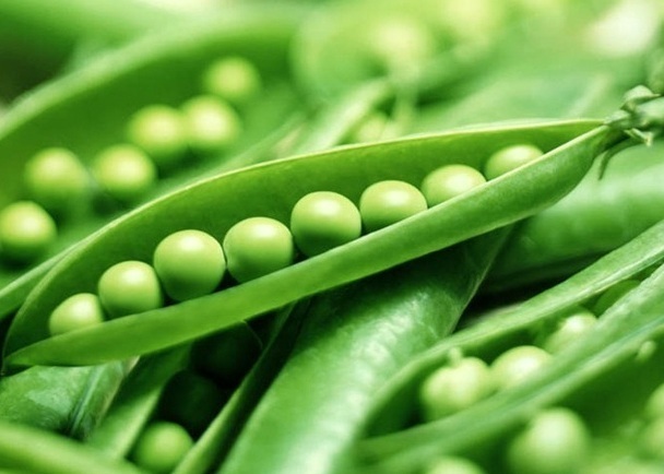 Green Pea Seeds Super Sugar Snap Peasfall Or Spring 75Ct New Fresh US Sh... - $10.08