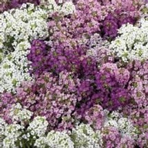 Fresh 50+ Lilac Pink And White Mix Iberis Candytuft Flower Seeds - $6.90