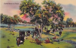 Cattle Scene in Texas TX Postcard  - $2.99