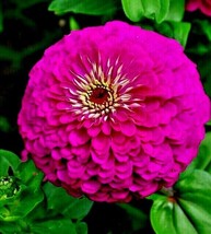 300+ Purple Zinnia Flower Seeds - $20.85