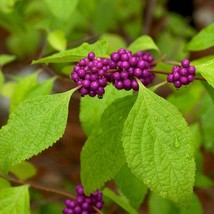 5 Callicarpa Americana American Beautyberry Bush Seeds For Planting   - £15.44 GBP