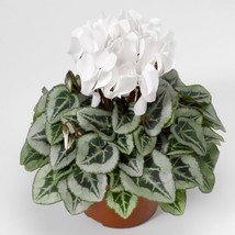 15 Cyclamen Seeds Cyclamen Silverado White Winter Flower - £20.75 GBP