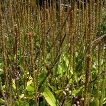 Tall Coast Plantain Seeds Plantago Subnuda 20  Seeds USA SELLER Fast Shi... - £22.50 GBP