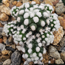 cactus Mammillaria gracilis cv. oruga Cacti Succulent real live plant - £41.06 GBP