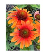 200+ Sunburst Coneflower Daisy Seeds | Bright Perennial Blooms - $23.13 CAD