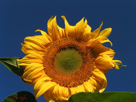 500 Seeds Organic The Classic Sunflower Golden Sunflowers - £16.07 GBP