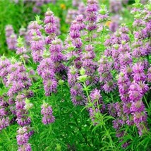 US Seller Lemon Bergamot Monarda Citriodora Packet Of 300 Seeds Fast Shi... - £13.12 GBP