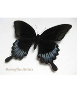 Real Giant Swallowtail Butterfly Papilio Ascalaphus Framed Entomology Sh... - $68.99